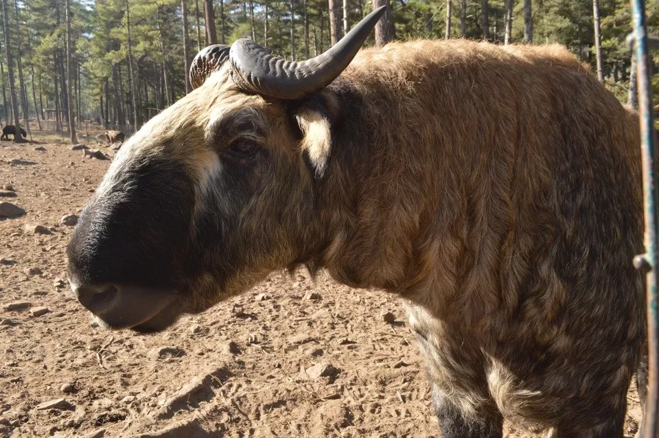Photo of Takins Zoo, Motithang, Thimphu, Bhutan by Disha Kapkoti