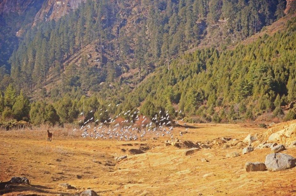 Photo of Haa, Bhutan by Disha Kapkoti