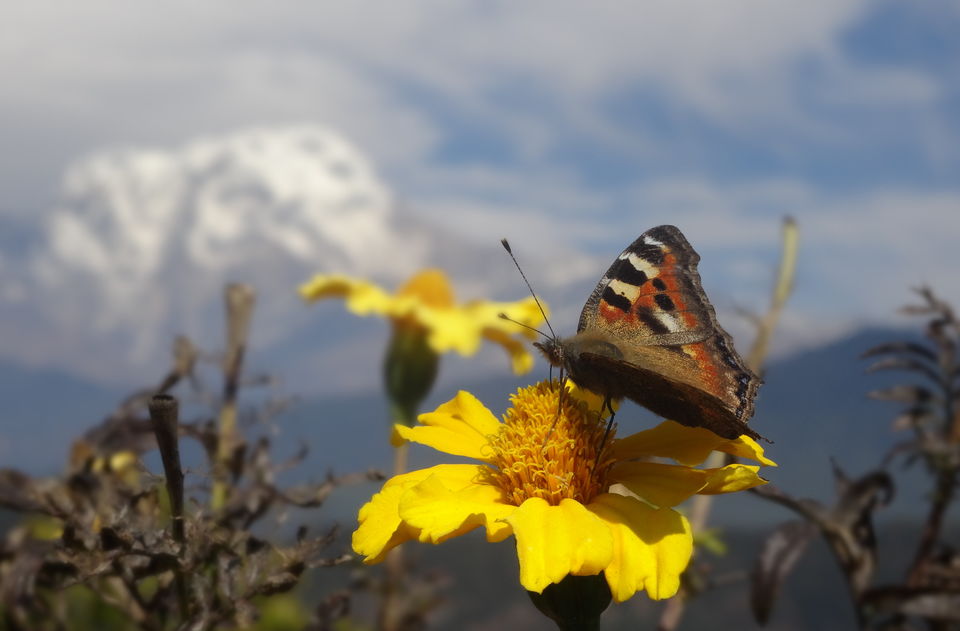 Photo of Mountains in my Blood: Pokhara 17/26 by Somdeep Datta