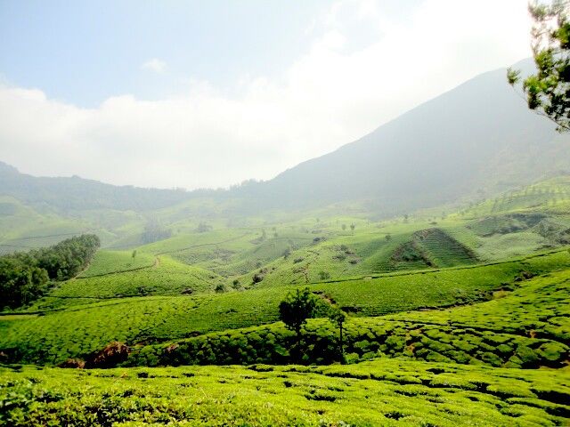 Photo of Munnar- Heaven in Disguise 3/6 by Sheeba