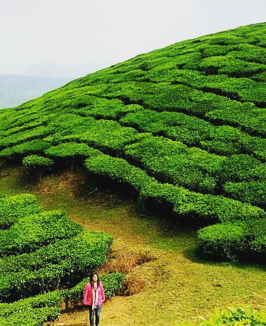 Photo of Munnar- Heaven in Disguise 4/6 by Sheeba