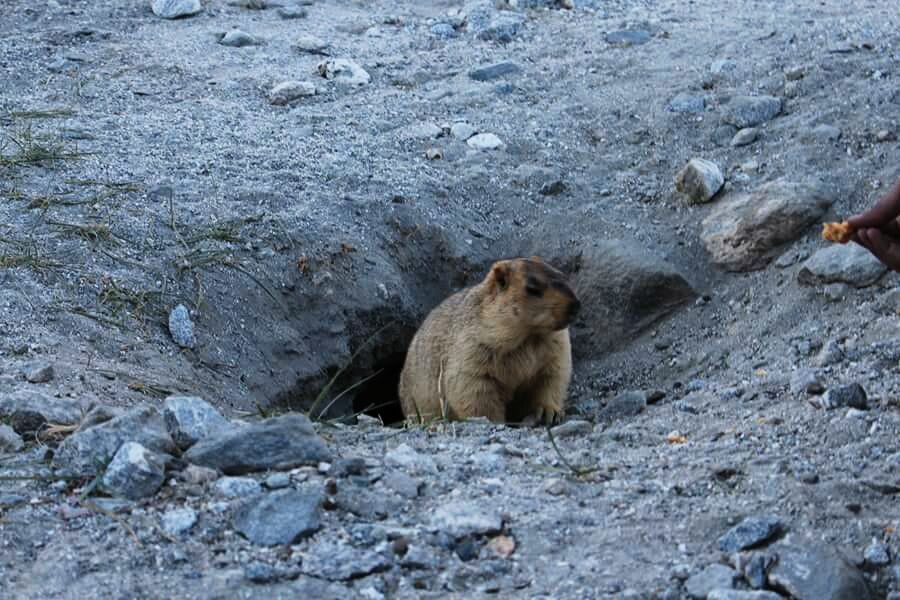 Photo of Ladakh, I was there! 31/39 by Debashish Baidya