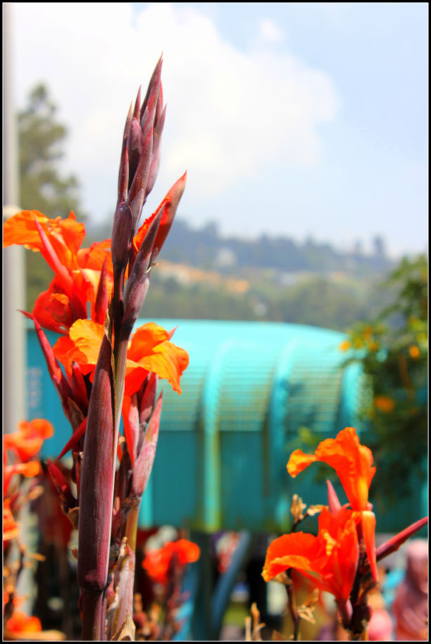 Photo of Ooty; a ride into the heavenly Nilgiris 87/94 by Rahul Arora