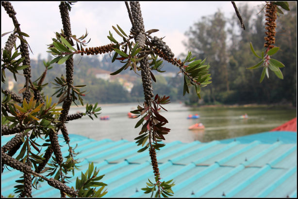 Photo of Ooty; a ride into the heavenly Nilgiris 89/94 by Rahul Arora