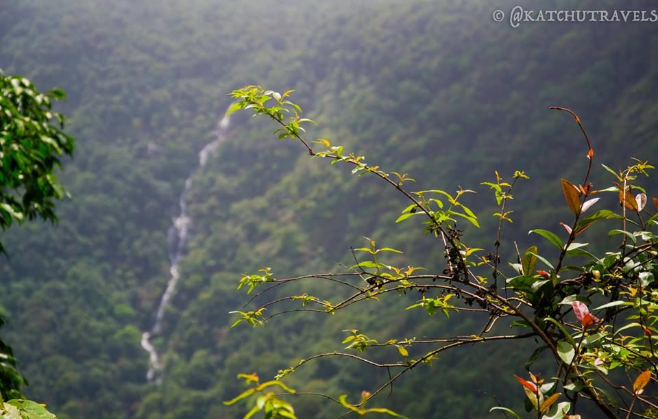 Photo of Jab We Met: The Goan Monsoon in a Rainforest! 81/128 by KatchuTravels