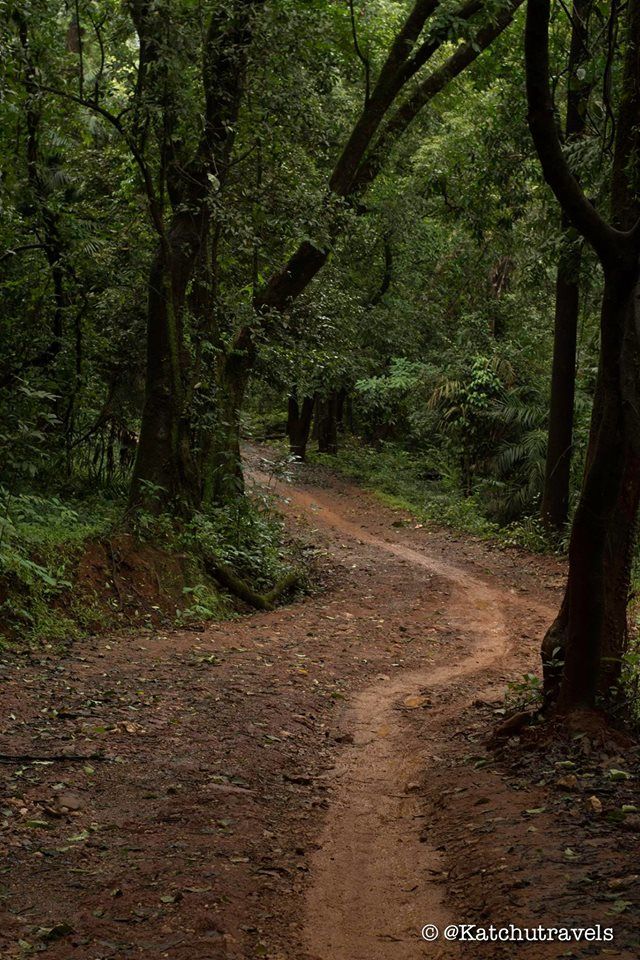 Photo of Jab We Met: The Goan Monsoon in a Rainforest! 104/128 by KatchuTravels