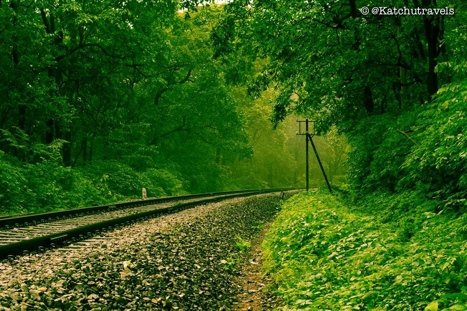 Photo of Jab We Met: The Goan Monsoon in a Rainforest! 115/128 by KatchuTravels