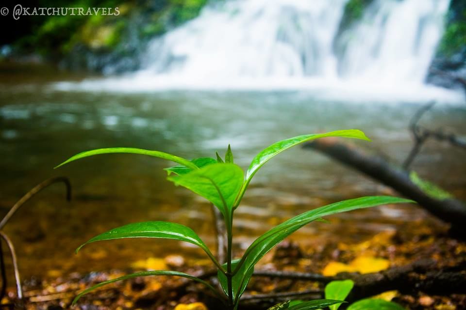 Photo of Jab We Met: The Goan Monsoon in a Rainforest! 121/128 by KatchuTravels