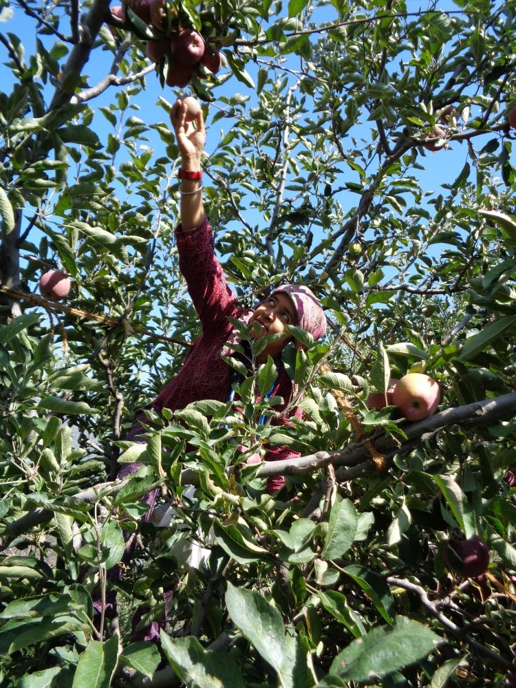 Photo of The Art of Climbing Apple Trees in Himachal Pradesh. 7/9 by Priya Krishnan Das
