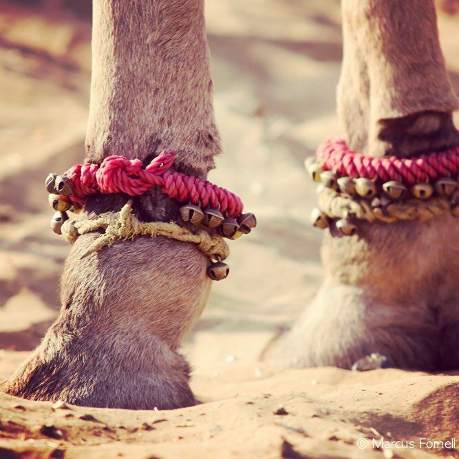Photo of Of Camels, Colors and Holy Dips: Pushkar Mela 1/4 by Sukriti Somvanshi