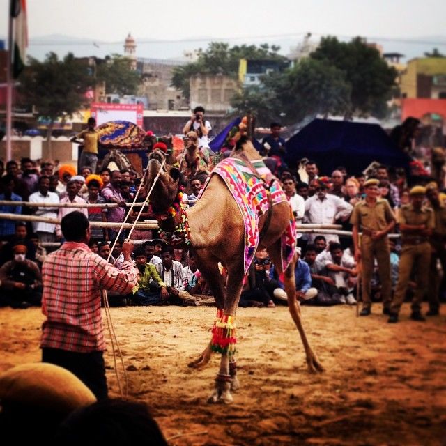Photo of Of Camels, Colors and Holy Dips: Pushkar Mela 3/4 by Sukriti Somvanshi