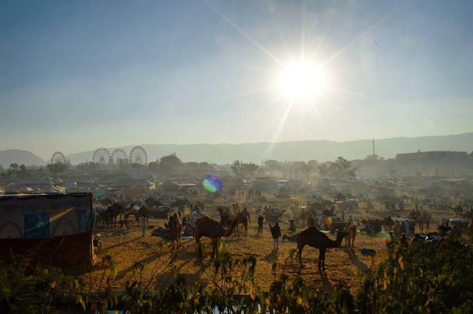 Photo of Of Camels, Colors and Holy Dips: Pushkar Mela 4/4 by Sukriti Somvanshi