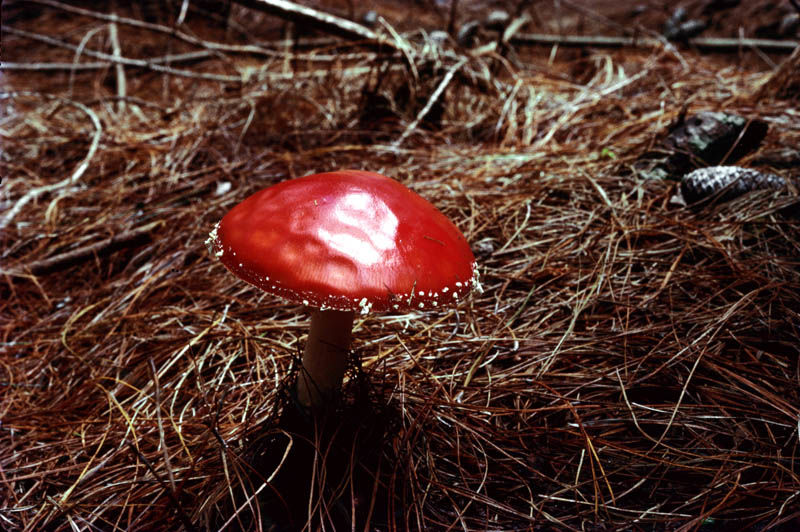 Photo of 10 Indian places hippies go to have the time of their lives 3/11 by Prateek Dham