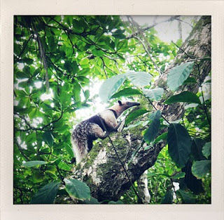 Photo of Trekking in the Jungle of Corcovado National Park, Costa Rica! 5/15 by Hot Toddies Unlimited