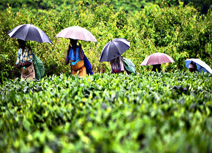 Photo of Highest Rainfall Places in India 7/8 by Divya