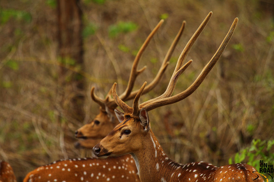 Photo of Coorg: The Land of Surprises 7/7 by Aditi Majumder