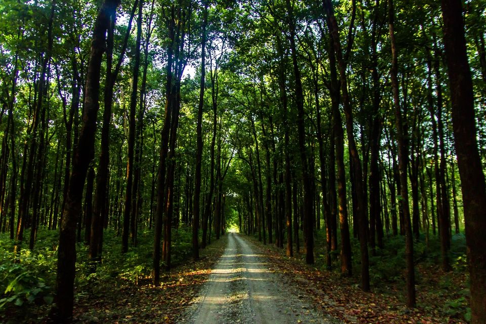 Photo of Dooars Trekking Diaries: The door to Himalayas 1/7 by Ayan Das