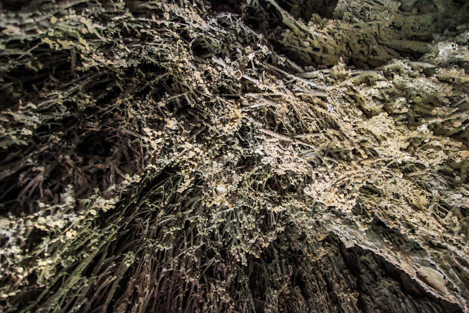 Photo of Dooars Trekking Diaries: The door to Himalayas 6/7 by Ayan Das