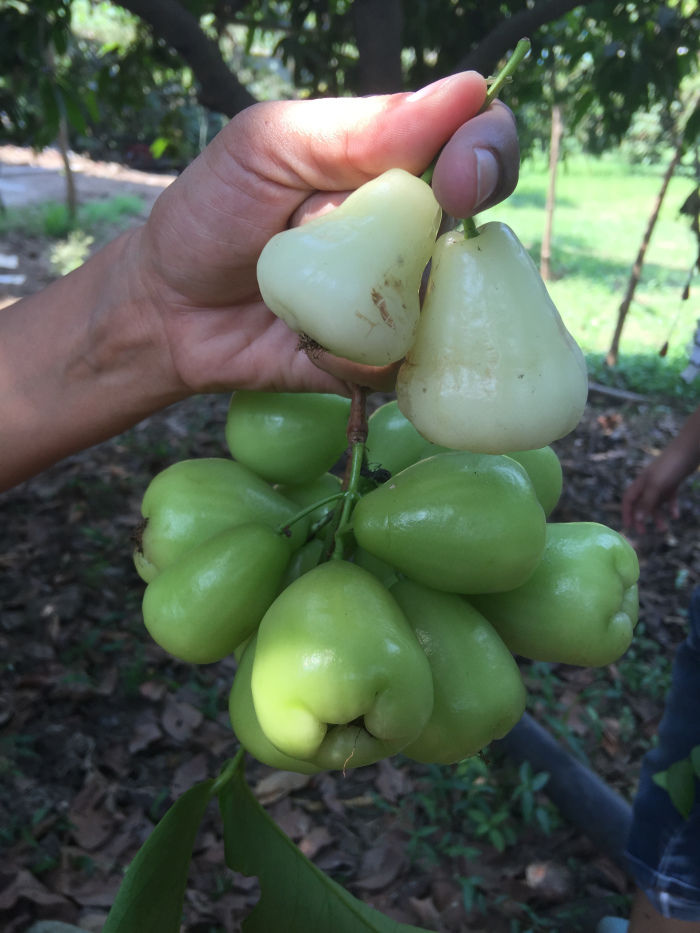 Photo of Vineyard trail with local Indian food- Nashik 3/16 by Mohal Banker