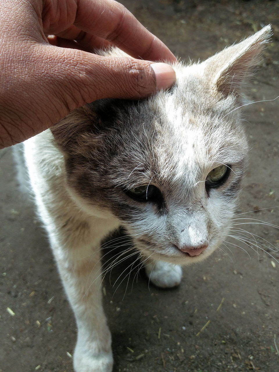 Photo of Ladakh - Of Deserts and Mountains 98/141 by Vikas Singh 