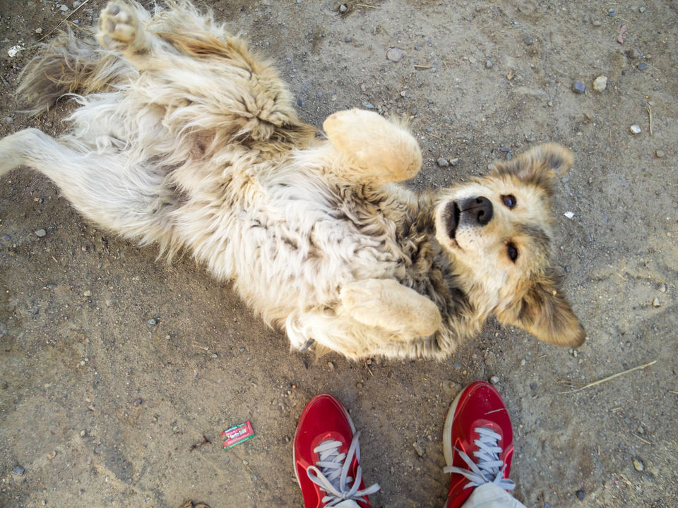 Photo of Ladakh - Of Deserts and Mountains 108/141 by Vikas Singh 