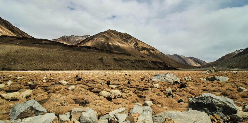 Photo of Ladakh - Of Deserts and Mountains 115/141 by Vikas Singh 