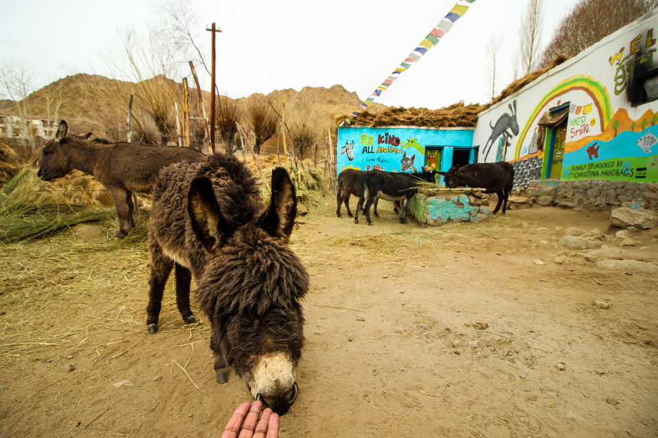 Photo of Ladakh - Of Deserts and Mountains 132/141 by Vikas Singh 
