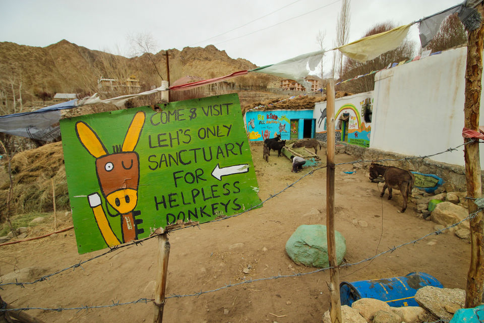 Photo of Ladakh - Of Deserts and Mountains 131/141 by Vikas Singh 