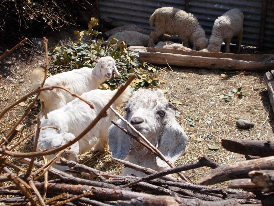 Photo of Kuari Pass: Where Eagles and a Few Brave Trekkers Dare 8/16 by Shalini Rai