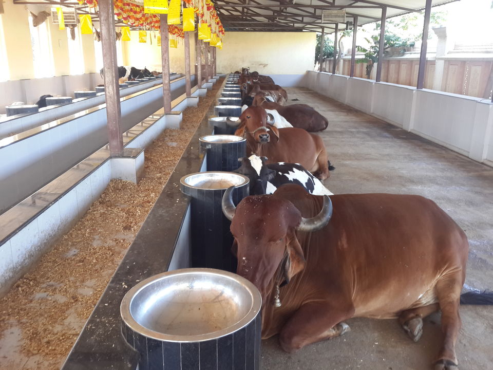 Photo of Rejuvenate yourself at Shri Narayani Dham Lonavala 11/12 by Anshuman Singh