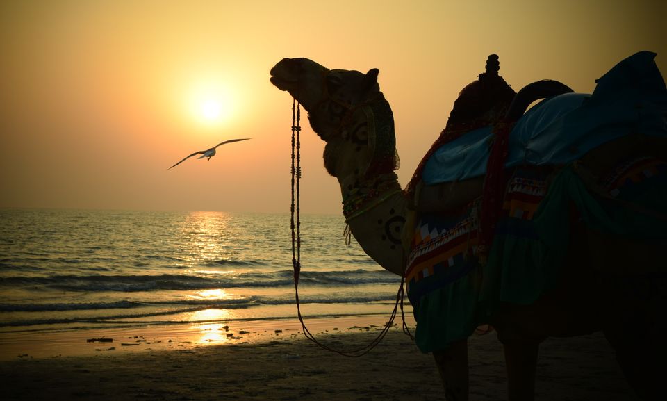 Photo of The Gujarat on Two Wheels 20/51 by Sachendra Pal