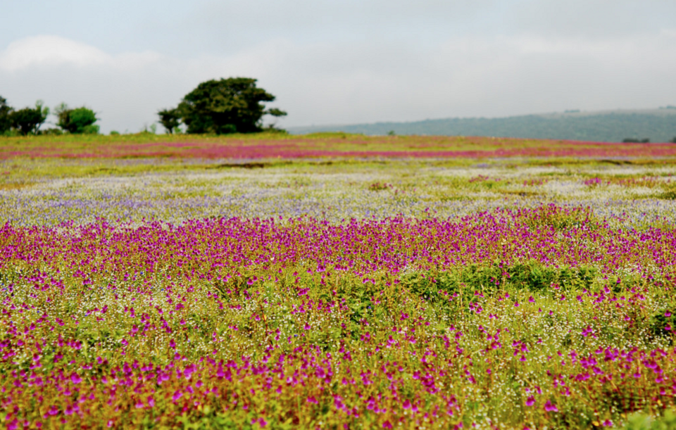 Photo of 9 Places Which Look Nearly Identical To Their Famous Counterparts in India 3/18 by Gunjan Upreti