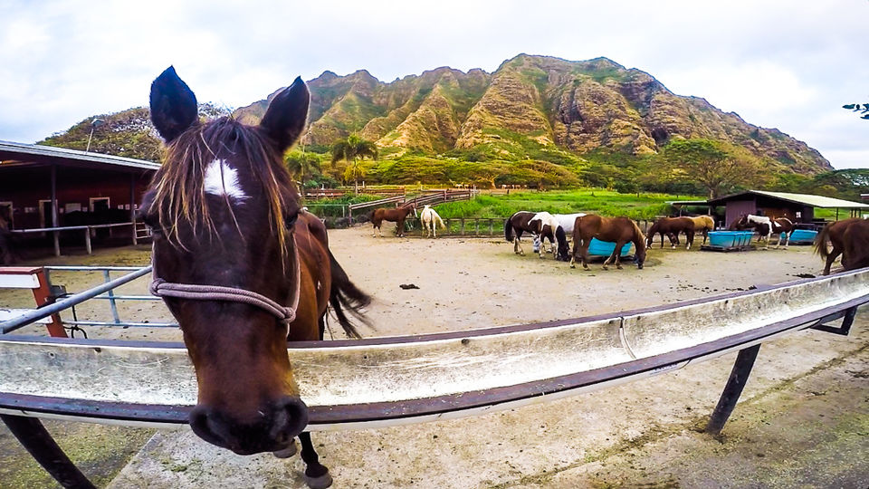Photo of Zip Lining in Jurassic Park on Oahu, Hawaii 3/6 by Jackson Groves