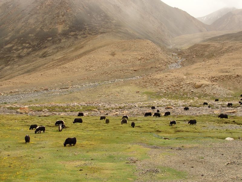 Photo of Ladakh without a shield. 3/8 by Mitali