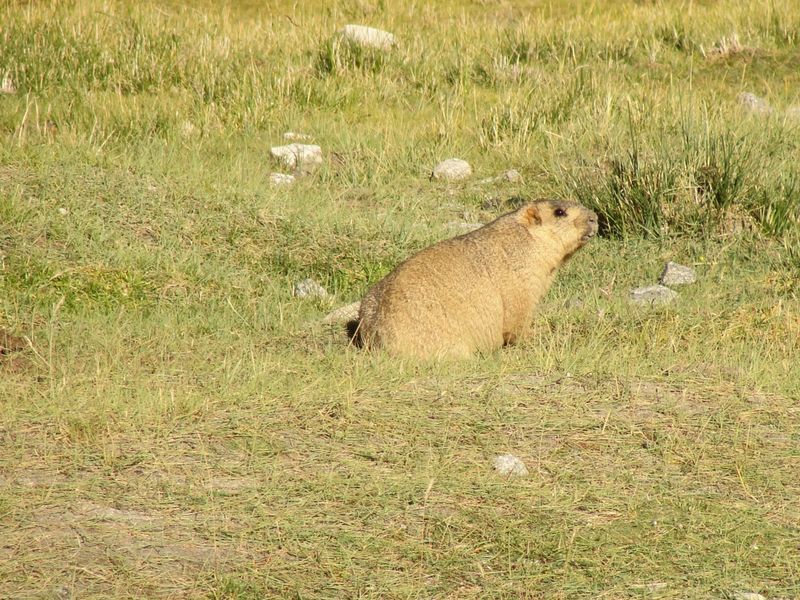 Photo of Ladakh without a shield. 6/8 by Mitali