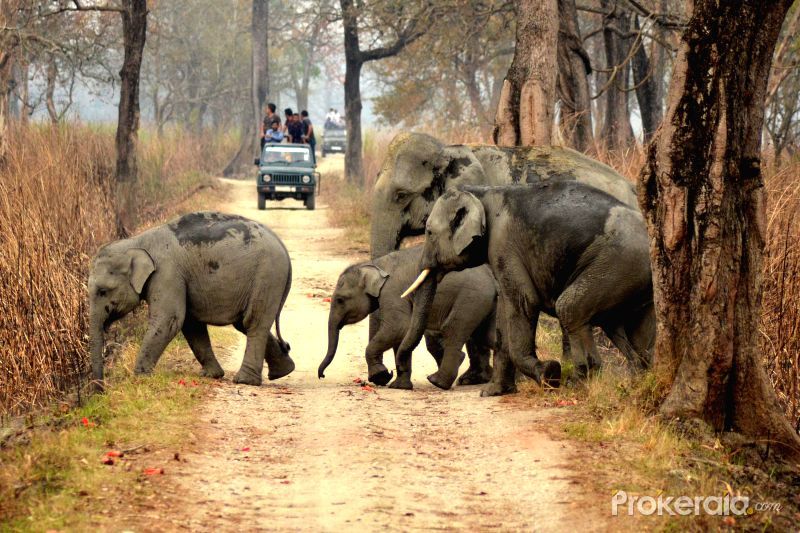 Photo of Not just Jungles: Exploring Assam! 1/14 by Shreya Guha