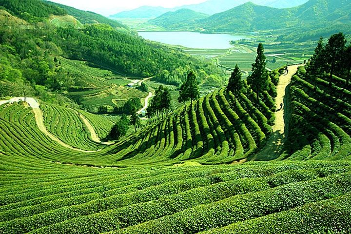 Photo of Not just Jungles: Exploring Assam! 9/14 by Shreya Guha