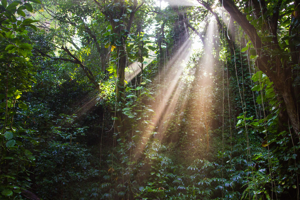Photo of The Journey to Ka'au Crater - Oahu, Hawaii 2/11 by Jackson Groves