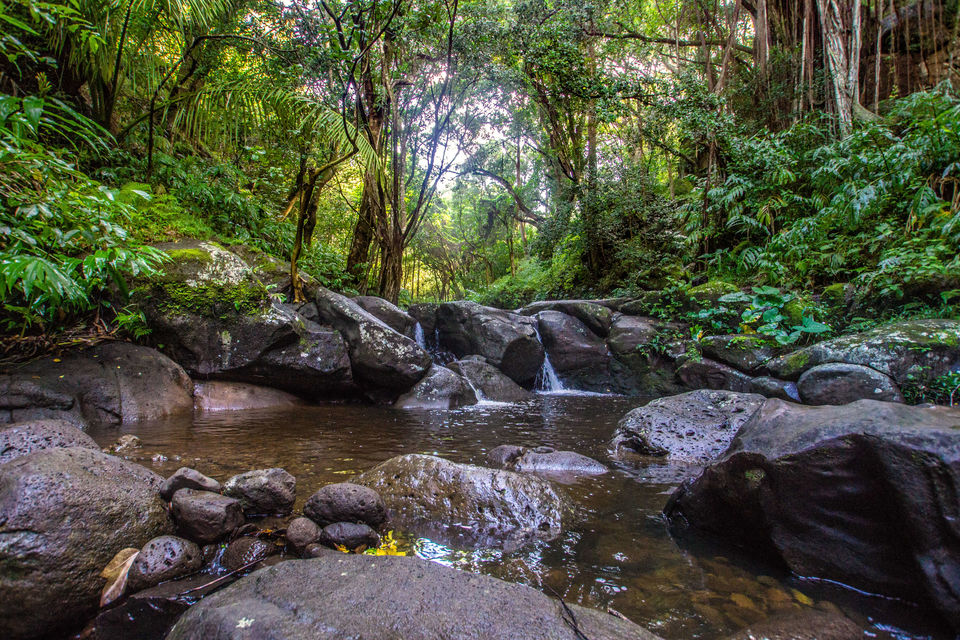 Photo of The Journey to Ka'au Crater - Oahu, Hawaii 3/11 by Jackson Groves