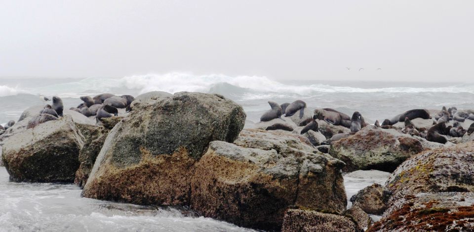 Photo of South Africa - The Icing on the Cake 5/16 by Pushpa Kurup