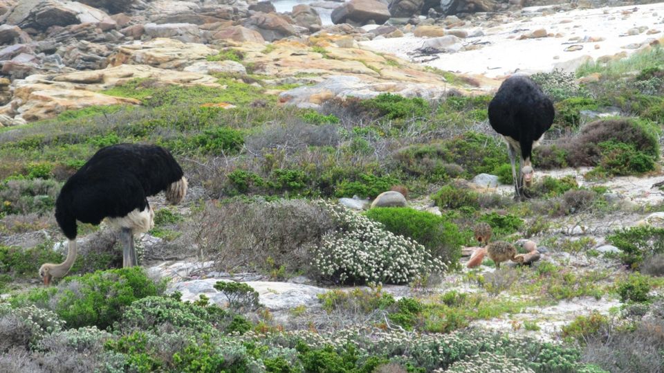 Photo of South Africa - The Icing on the Cake 14/16 by Pushpa Kurup