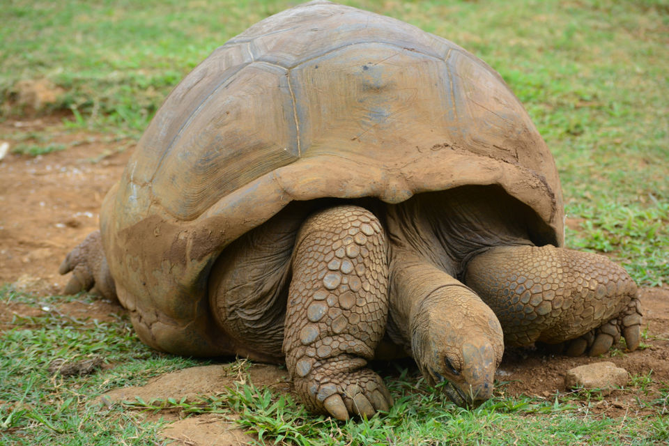 Photo of Trip to Mauritius 5/12 by Hetal Patel