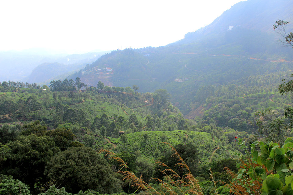 Photo of Munnar it is!! 9/16 by Meghana Jambhe