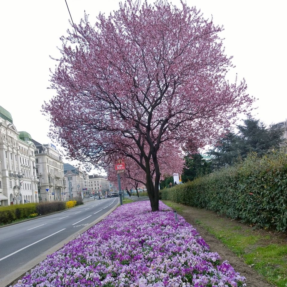 Photo of 10 Things to Do Before You Say Bye to Vienna! 17/17 by Naresh Shah