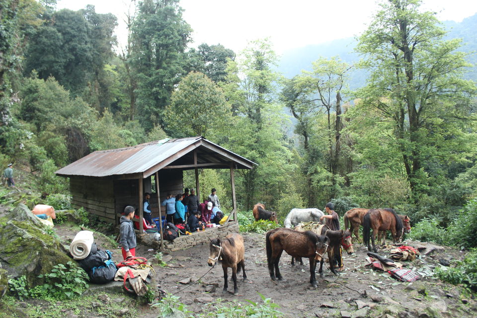 Photo of The Abode Of Snow: A Journey To Goecha La 19/32 by Riyanka Roy