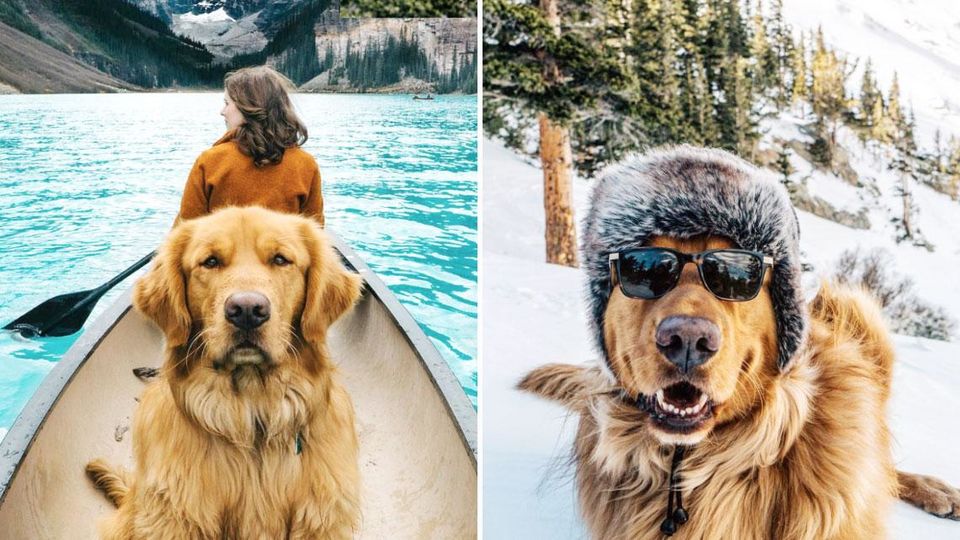 Photo of 11 Dogs of Instagram Who Travel Better Than We Do! 3/12 by Le Voyageur