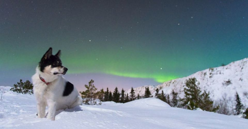 Photo of 11 Dogs of Instagram Who Travel Better Than We Do! 4/12 by Le Voyageur