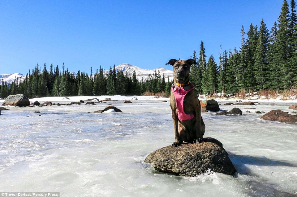 Photo of 11 Dogs of Instagram Who Travel Better Than We Do! 6/12 by Le Voyageur