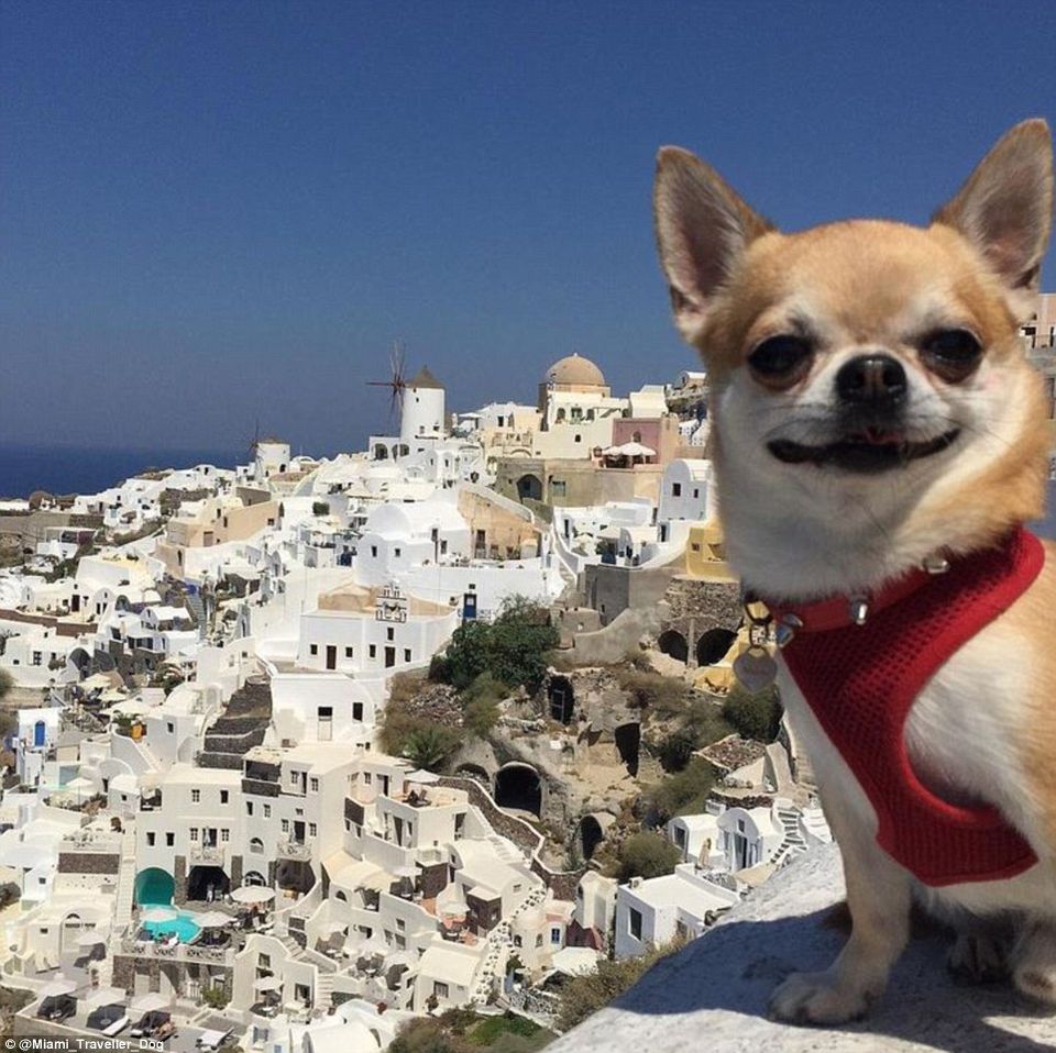 Photo of 11 Dogs of Instagram Who Travel Better Than We Do! 12/12 by Le Voyageur