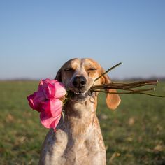 Photo of 11 Dogs of Instagram Who Travel Better Than We Do! 7/12 by Le Voyageur